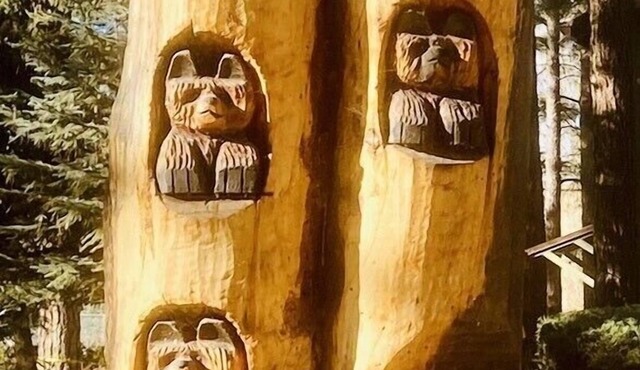 Bear Treeloft - An ADU in the cool pines & walking distance to fun! in Munds Park