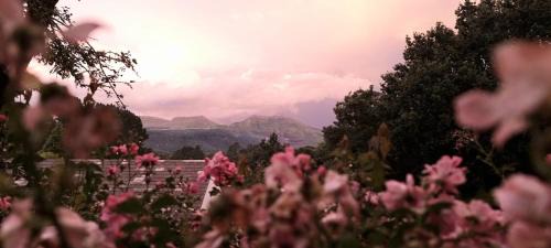 Never Daunted in Hogsback