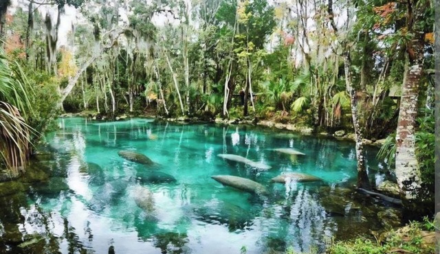 Visit Crystal Rivers Manatees! Sleeps 6, Near Pete's Pier, 3 Sisters & Kings Bay in Crystal River