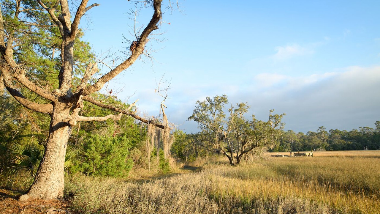Photo of Outdoor in Edisto Island