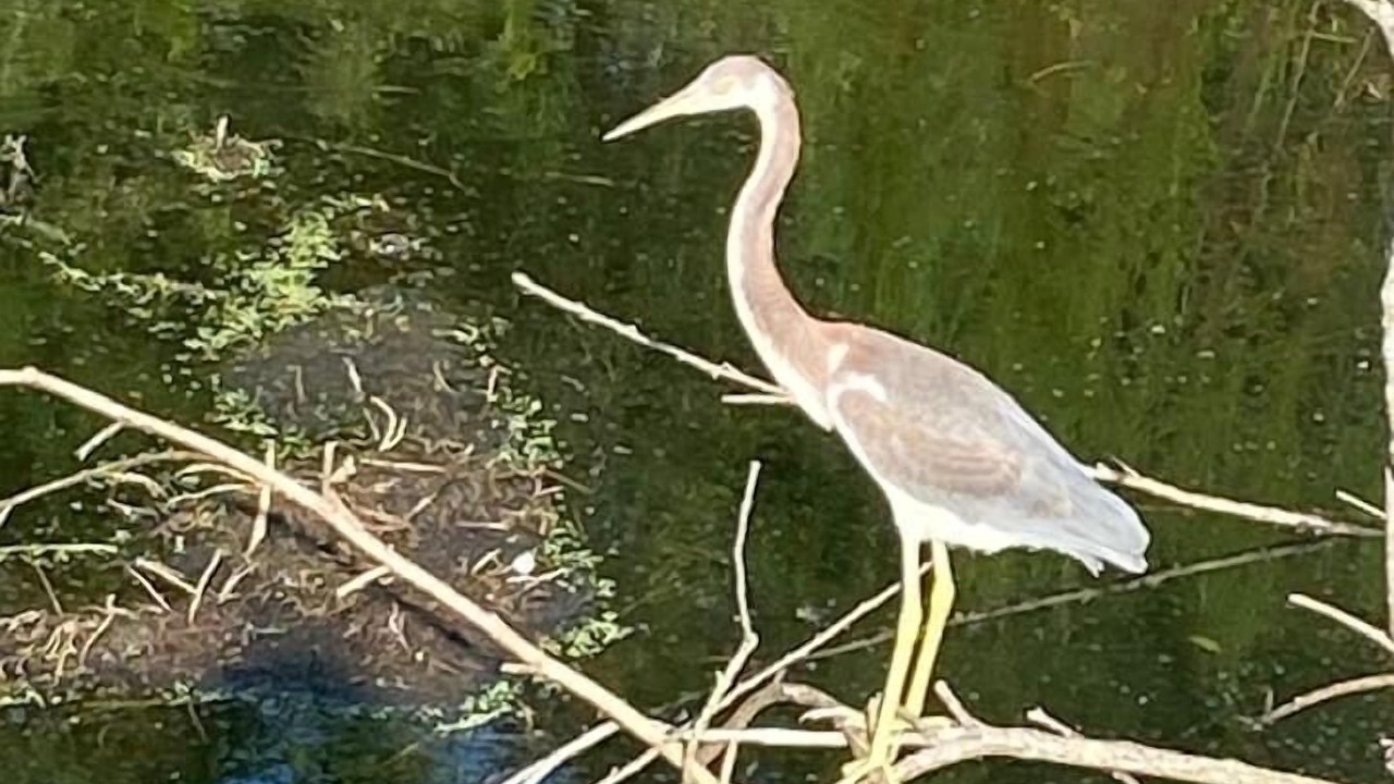 Photo of Outdoor in Port Royal