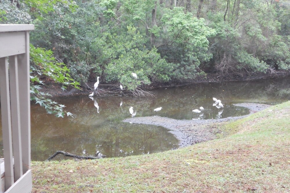 Photo of Outdoor in Night Heron