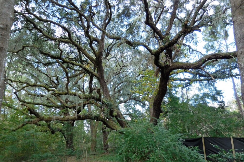Photo of Others in Edisto Island