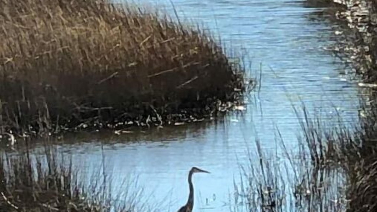 Photo of Others in Johns Island