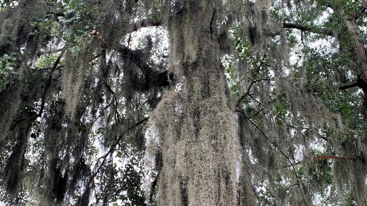 Photo of Others in Savannah