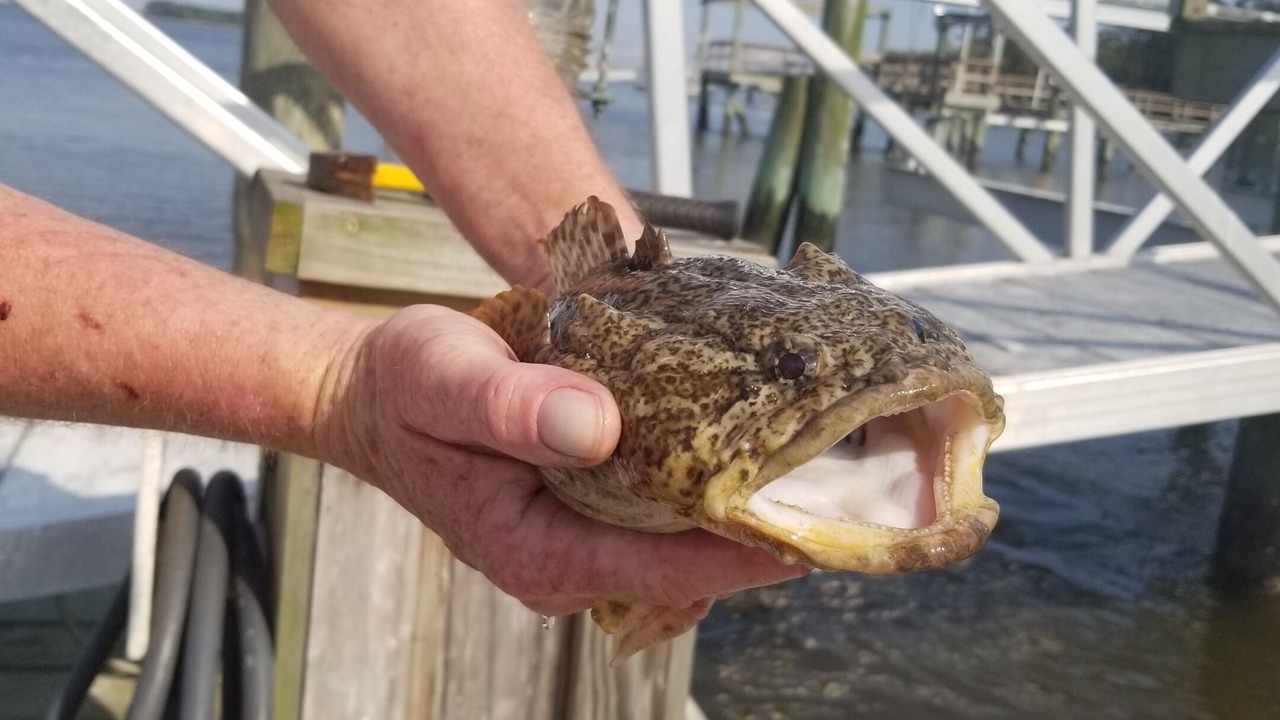 Photo of Others in Saint Helena Island