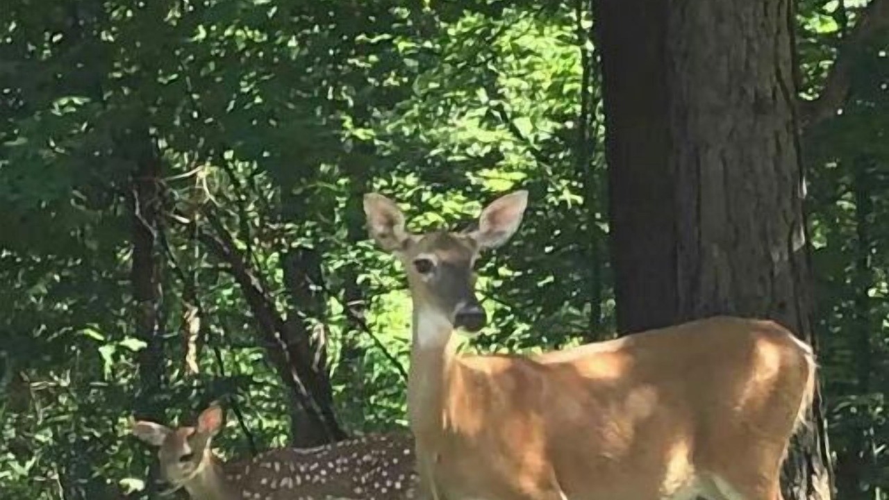 Photo of Outdoor in Mount Ida