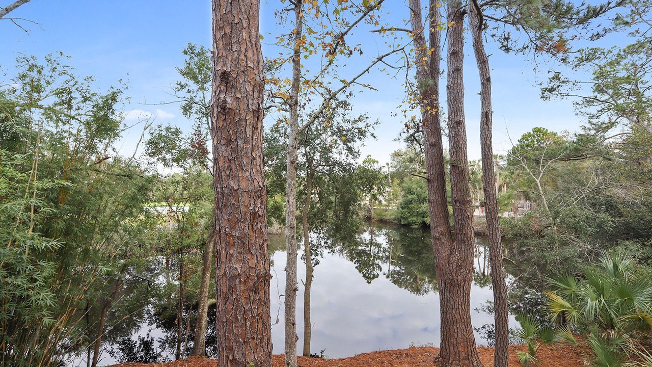 Photo of Outdoor in Night Heron