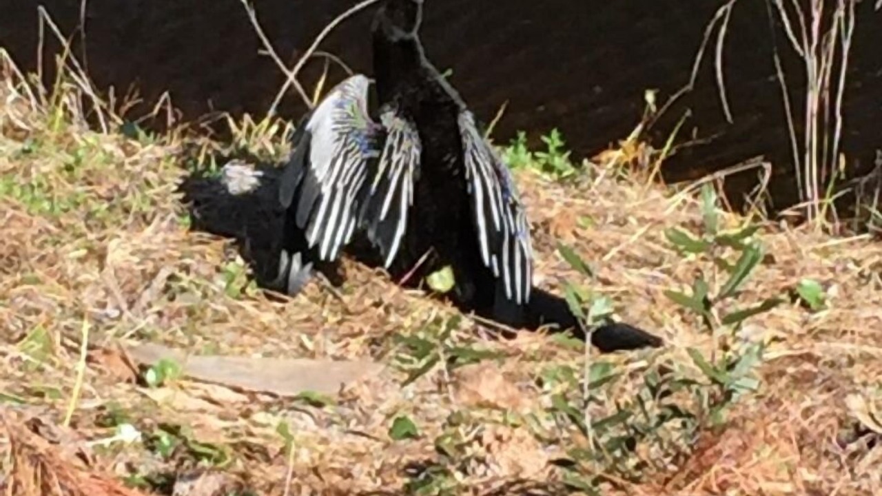Photo of Outdoor in Shipyard Plantation
