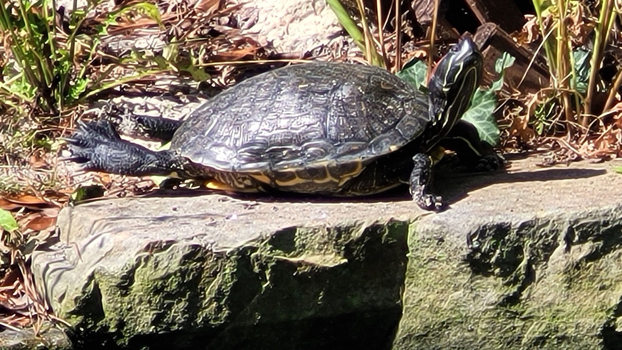 Photo of Others in West Ashley