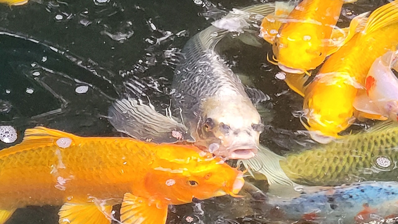 Photo of Others in West Ashley
