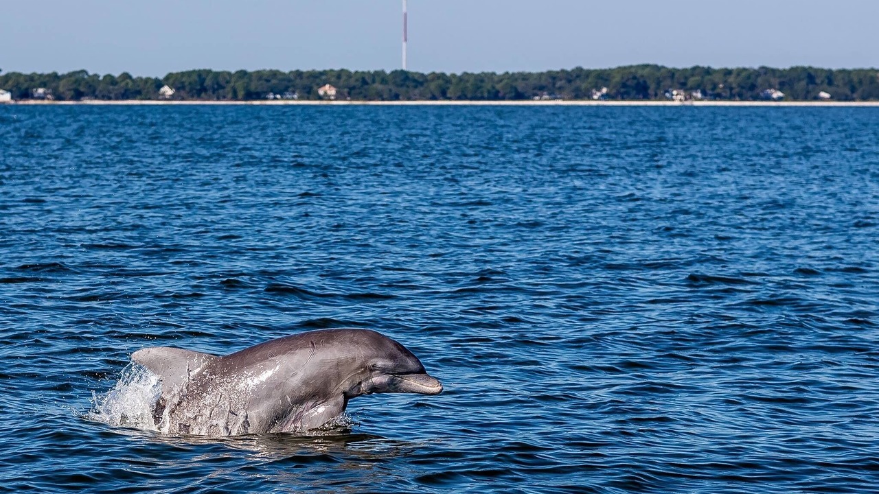 Photo of Others in Beaufort