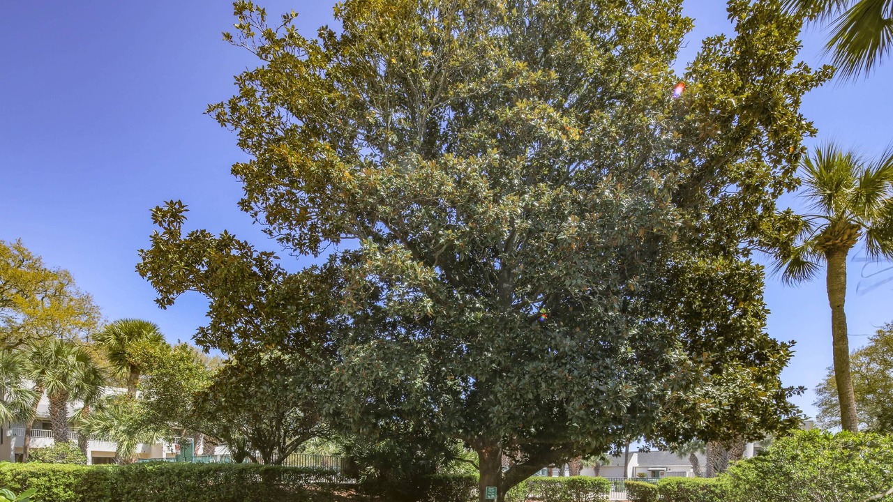 Photo of Outdoor in Palmetto Dunes