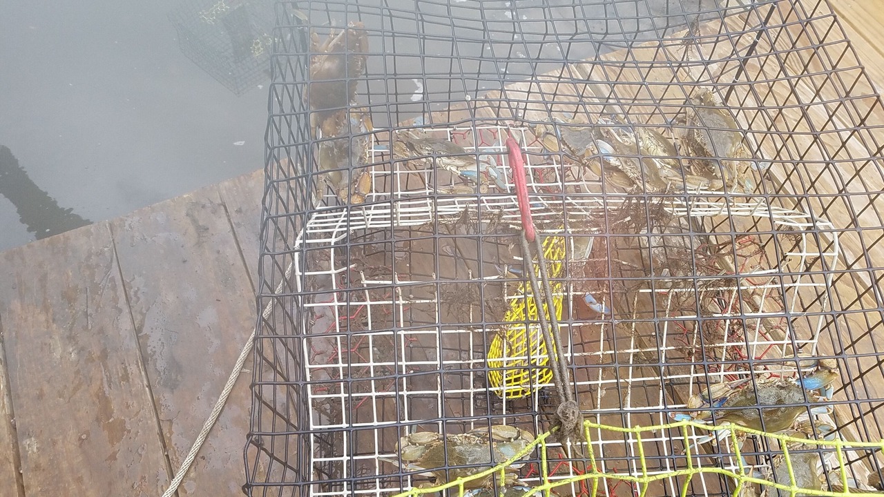 Photo of Others in Johns Island