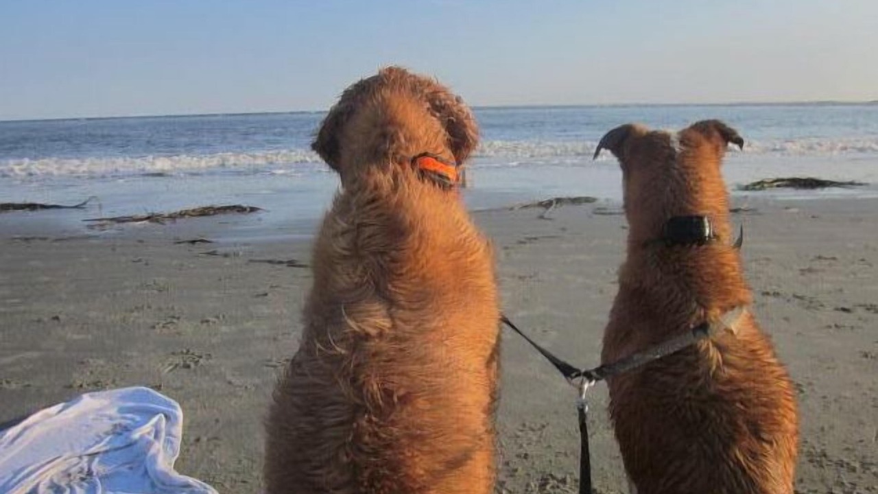 Photo of Others in Seabrook Island