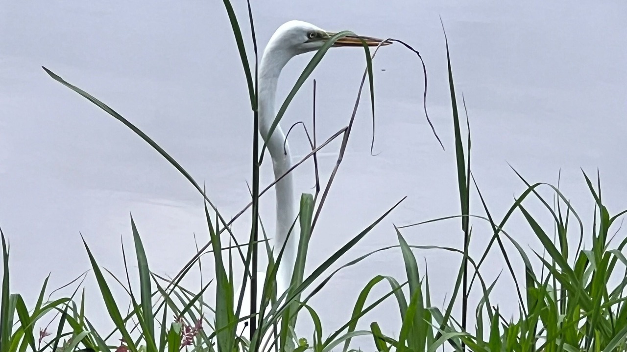 Photo of Others in Kiawah Island