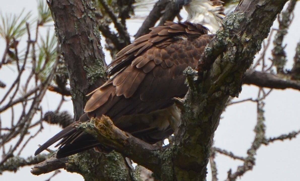 Photo of Others in Kiawah Island