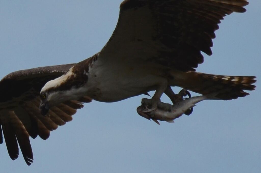 Photo of Others in Kiawah Island