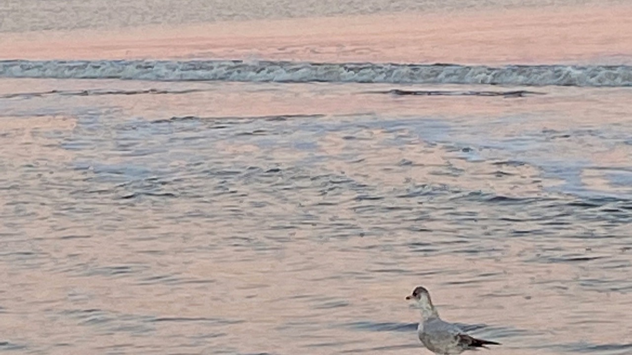 Photo of Others in Palmetto Dunes