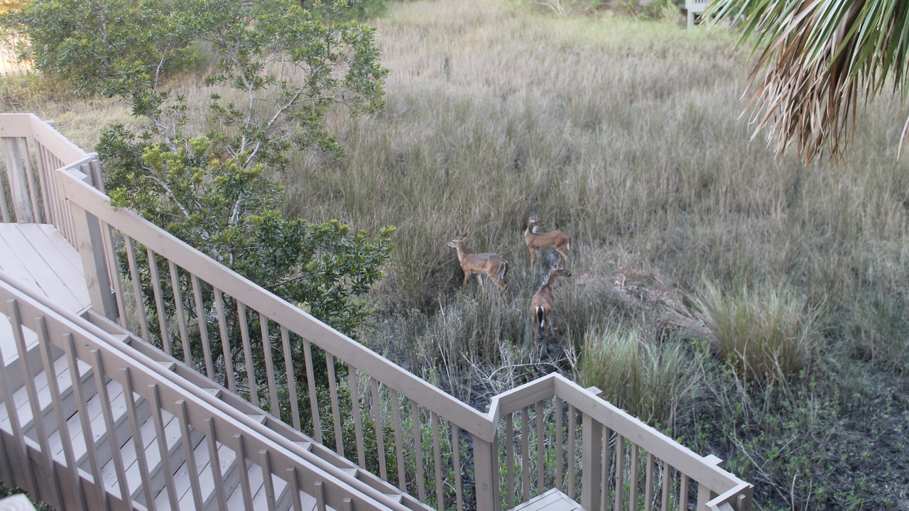 Photo of Others in Sea Pines