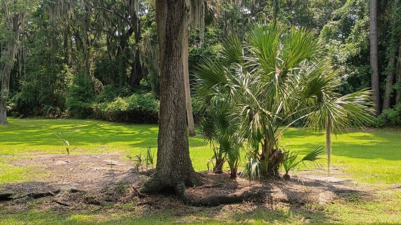 Photo of Others in Savannah