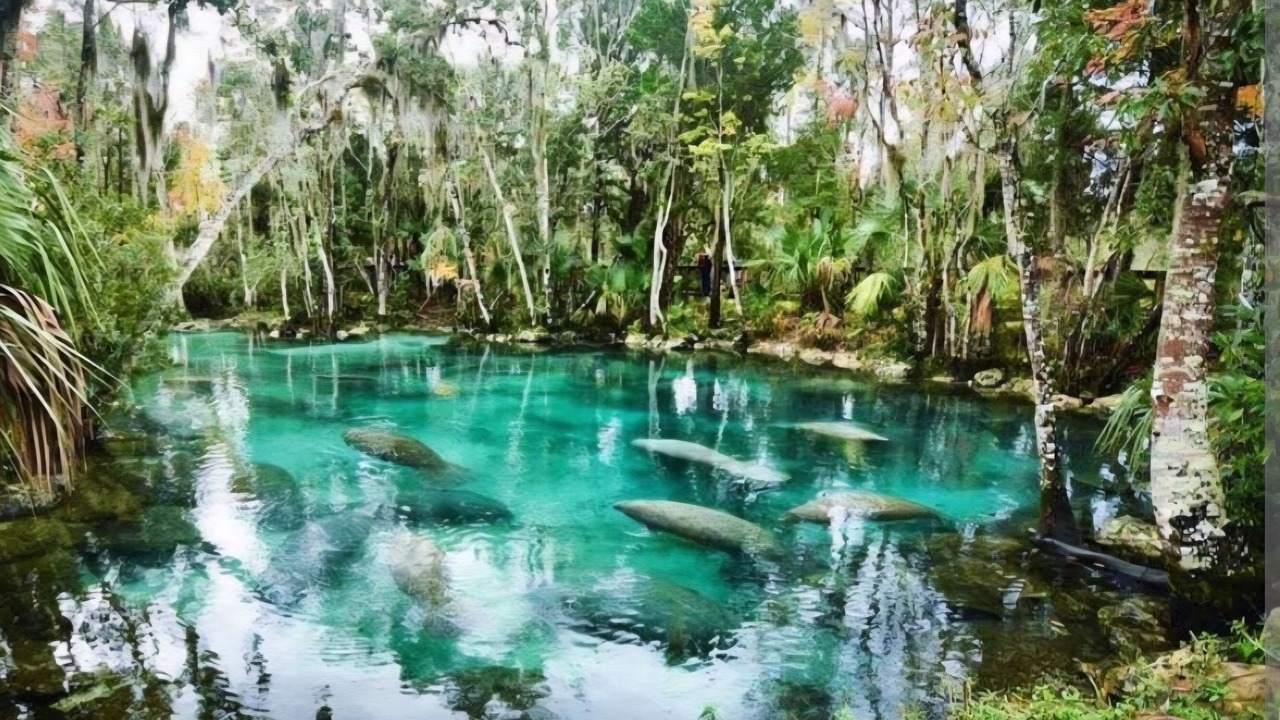 Photo of Others in Springs at Kings Bay