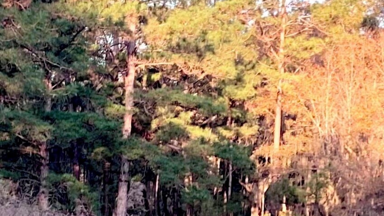 Photo of Others in Daufuskie Island