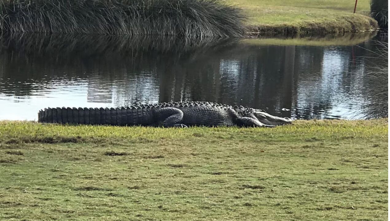 Photo of Others in Seabrook Island