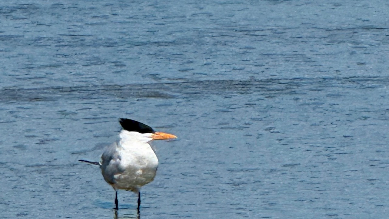 Photo of Others in Melrose on the Beach