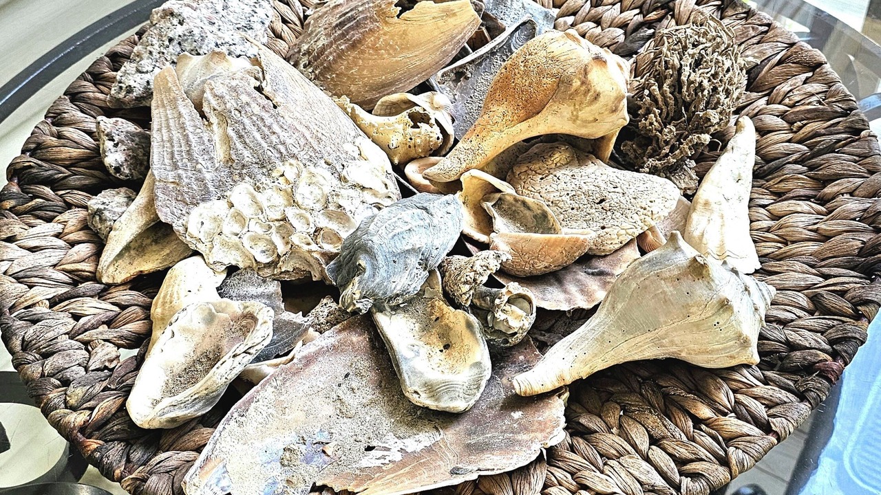 Photo of Others in Edisto Island