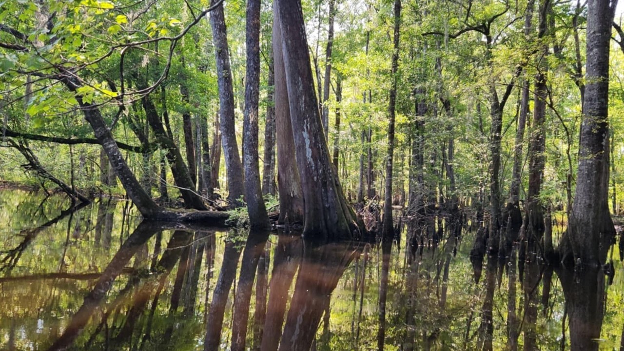 Photo of Others in Colleton County