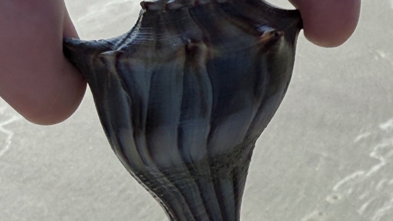 Photo of Others in West Beach