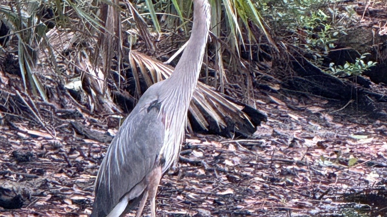 Photo of Others in West Beach